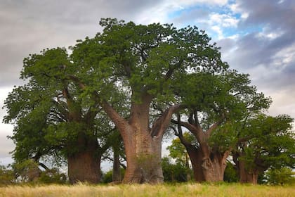 Los baobabs son uno de los árboles más notables del mundo y están profundamente entrelazados con las culturas y tradiciones locales