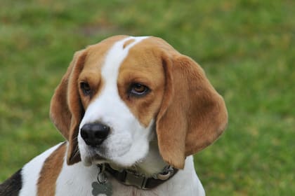 Los beagle son una de las razas más propensas a contraer otitis