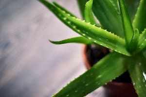 Los beneficios de tener una planta de aloe vera en casa