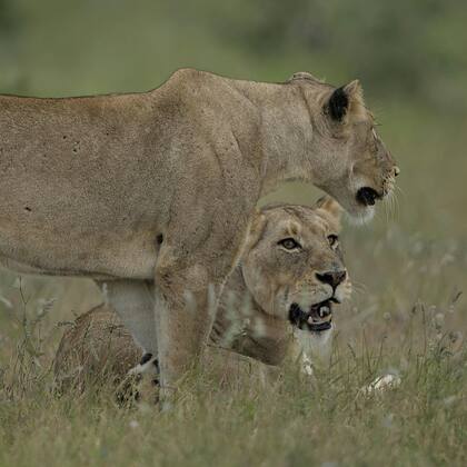 Los "Big Five", como se llama al león, el elefante africano, el búfalo, el leopardo y el rinoceronte, son solo una parte de la increíble fauna de Kruger