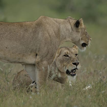 Los "Big Five", como se llama al león, el elefante africano, el búfalo, el leopardo y el rinoceronte, son solo una parte de la increíble fauna de Kruger