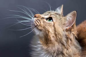 La mejor forma de cuidar los bigotes de tu gato y por qué son tan importantes