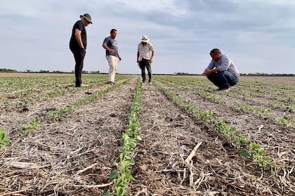 Los biológicos complementan los agroquímicos