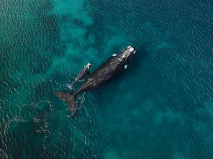 Los biólogos estudian distintas especies para analizar la salud del ambiente (Foto: Matías Arenas)