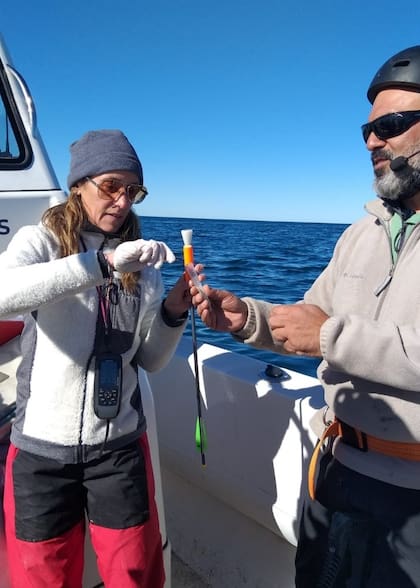Los biólogos Marina Riera y Mariano Coscarella recuperan una muestra recién obtenida del cuerpo de una ballena sei