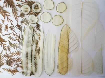 Los bioplásticos de Agostina Laurenzano