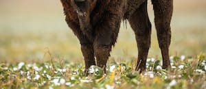 Qué se puede aprender de los antílopes, los pulpos y los perros para enfrentar el cambio que impone la tecnología