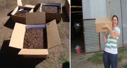 Los bloques que mejoran la producción de carne o leche y, con ella, el resultado económico, deben ser ricos y correctamente balanceados en energía, proteína y minerales