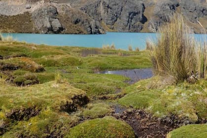 Los bofedales tienen plantas bien adaptadas a las condiciones locales