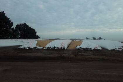 Los silobolsas fueron cortados con un elemento punzante