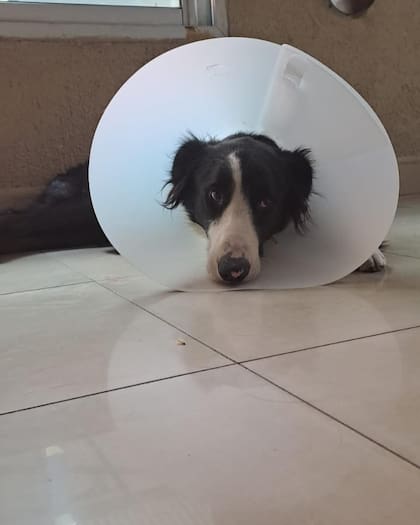 Los bomberos de Quilmes tuvieron que pagar rescate para recuperar a su mascota