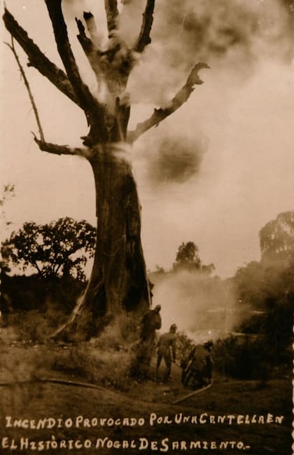 Los bomberos intentan apagar el incendio que terminó con la vida del nogal.