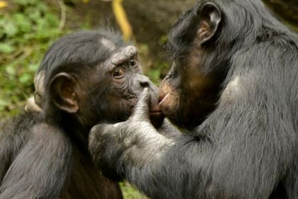 Los bonobos también se besan en los labios.