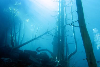Los bosques sumergidos