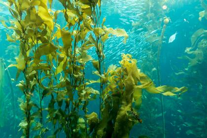 Los bosques de algas marinas se encuentran en el 25 por ciento de las costas del planeta