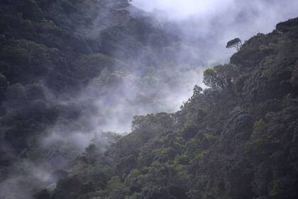 Los bosques de niebla colombianos se ven en el film con toda su espesura y exuberancia.