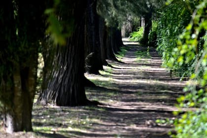 Los bosques que rodean a la laguna de Bragado