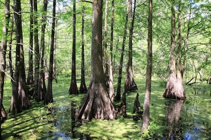 Los bosques semisumergidos alrededor de una ciudad con algo más que acento francés