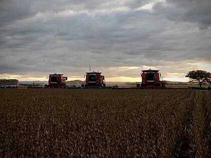 Los Bottaro realizan rotación soja/maíz que prevalece en los campos donde no se puede hacer cosecha fina o un cultivo de servicio