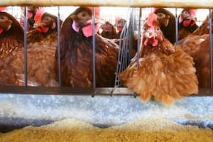 En qué países se registraron casos de gripe aviar y cuál es el peligro para los humanos