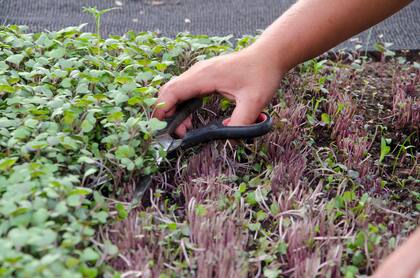 Los brotes y microverdes se pueden cultivar en casa con facilidad. Sólo se necesitan semillas y una bandeja o maceta