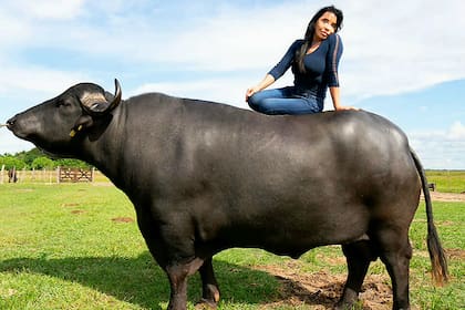 "Los búfalos son muy mansos si se los sabe tratar, ellos son muy inteligentes", dice Nilda Silva, responsable del Centro Integral de Inseminación Artificial Bubalino, en Corrientes
