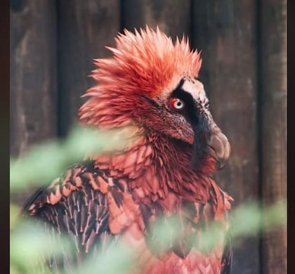 Los buitres barbudos son una especie que deslumbra a la gente (Foto: Reddit)