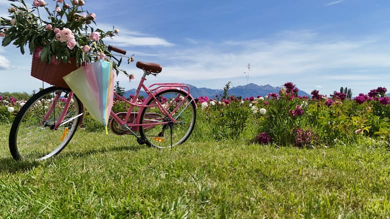 Trevelin amplía su temporada turística con peonías, lavandas y azafrán frente a la cordillera