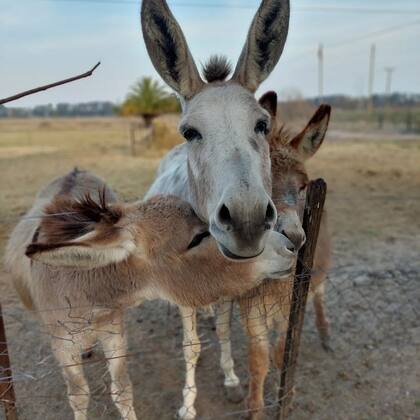 Los burros son parte de la gran cantidad de animales que viven en Chakra Raíz