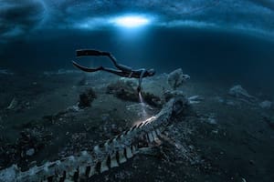 Cómo son los cementerios de ballenas que transforman las profundidades del mar