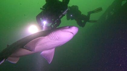 Los buzos nadaron junto al tiburón de seis branquias