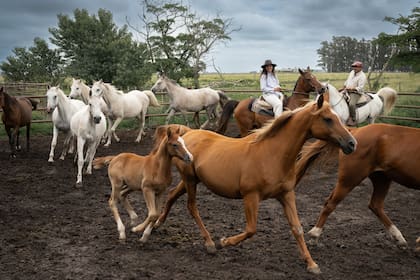 Los caballos árabes tienen características físicas y de temperamento que los hacen únicos.
