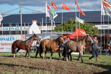 Los Caballos Criollos tuvieron su Exposición Nacional Clase A con más de 70 ejemplares en pista