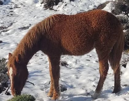 Los caballos de la raza Bashkir Curly tienen rulos todo el invierno que luego en el verano se les va