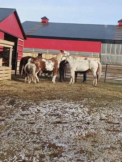 Los caballos de Serenity Ranch son criados, rehabilitados y cuidados para fines terapéuticos