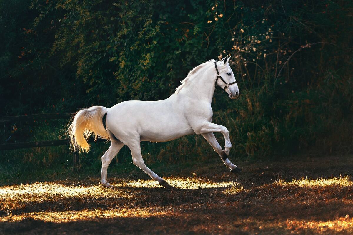 Os cavalos sentem o cheiro do medo humano? A ciência está finalmente revelando a verdade chocante Os cavalos sentem o cheiro do medo humano? A ciência está finalmente revelando a verdade chocante