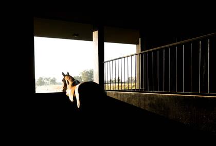 Nuevo Polo de Zona Norte: Real Estate, Deporte y Estilo de Vida Rural en Perfecta Armonía 4 Caballos en la zona