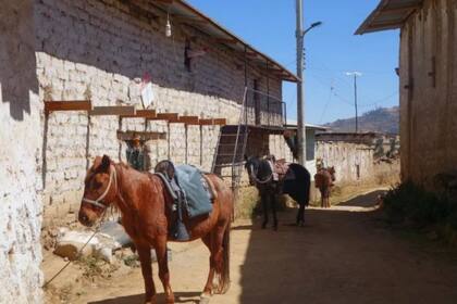 Los caballos listos para viajar en Huamantanga, el pueblo andino donde la gente usa las amunas