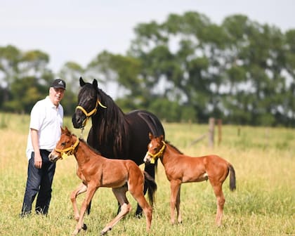 Los caballos nacieron con 15 días de diferencia, aproximadamente