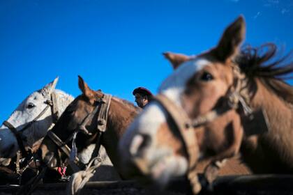 Los caballos presienten lo que pasa a su alrededor (AP Foto/Natacha Pisarenko)