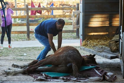Los caballos rescatados son, primero, recuperados en el campo de Alejandro Korn