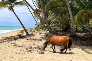 La isla caribeña de caballos salvajes y aguas bioluminiscentes