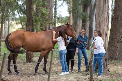 Los caballos se comportan de acuerdo a la información que van obteniendo de la persona que se acerca con la intención de sanar