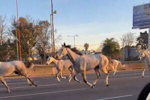Los caballos se vieron en el kilómetro 202, aunque luego se dispersaron. Foto: captura