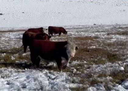 Los cabañeros recordaron cuando tuvieron “que reinventar y comenzar a proveer de genética a la región”