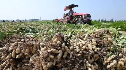 Los cacahuetes o maníes contienen altos niveles de colina, con 61-66 mg por cada 100 g de mantequilla de cacahuete