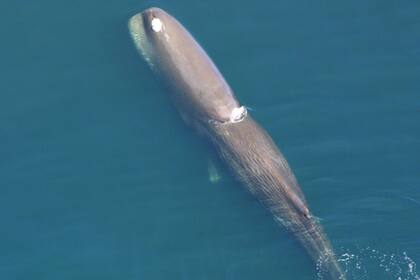 Los cachalotes pueden llegar a medir hasta 20 metros de largo y pesar más de 100 toneladas