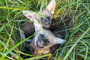 Los cachorritos lograron tener una segunda oportunidad (Foto: Fundación Temaikén)