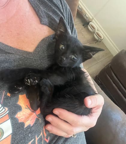 Los cachorritos se encuentran buscando un hogar definitivo (Foto: The Dodo)