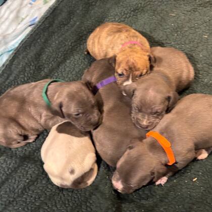 Los cachorros de Galentine: Serenade, Cherish, Flirt, Arrow, Amour y Adore crecen sanos y fuertes.